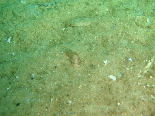 Facelina olivacea