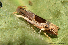 Helcystogramma hibisci