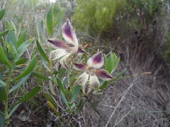 Gladiolus maculatus