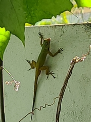 Anolis distichus