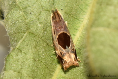 Helcystogramma hibisci
