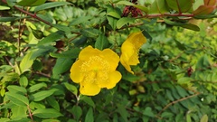 Hypericum bellum