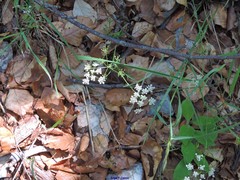 Conopodium pyrenaeum
