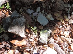 Conopodium pyrenaeum