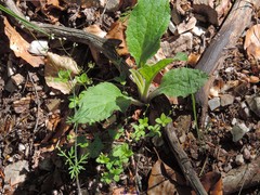 Conopodium pyrenaeum