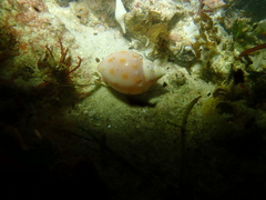 Semicassis paucirugis