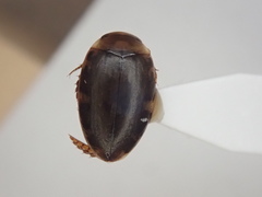 Laccophilus maculosus