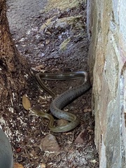 Zamenis lineatus