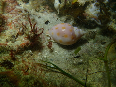 Semicassis paucirugis