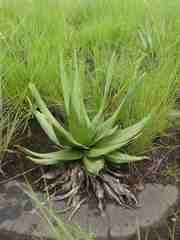 Ledebouria marginata