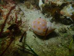 Semicassis paucirugis