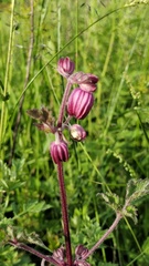 Clematis ranunculoides