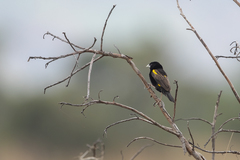 Euplectes capensis angolensis