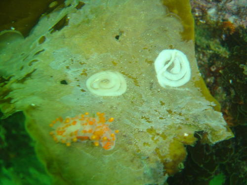 Limacia jellyi