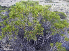 Colliguaja integerrima