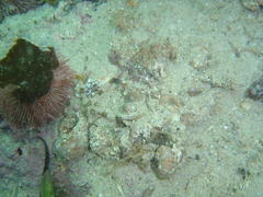 Ophiarachnella capensis