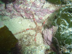 Ophiarachnella capensis