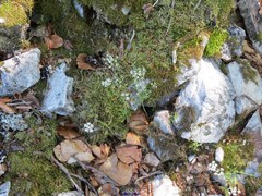 Conopodium pyrenaeum