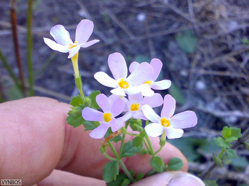 Chaenostoma hispidum (Chaenostoma hispidum)