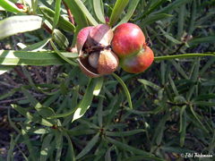 Colliguaja integerrima