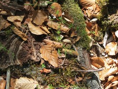 Conopodium pyrenaeum