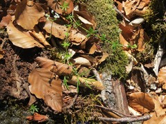 Conopodium pyrenaeum
