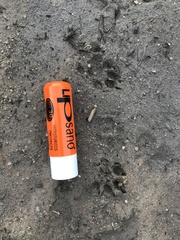 Herpestes pulverulentus