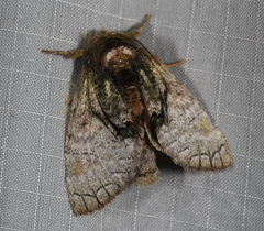 Toulgoetigia curita