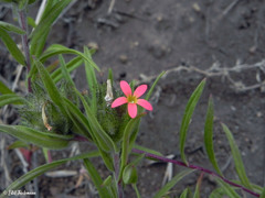 Collomia biflora