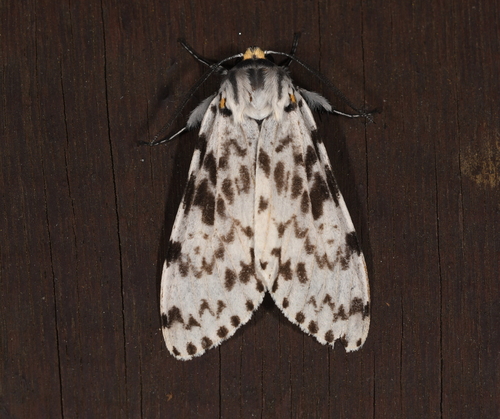 Lepidozikania