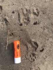 Herpestes pulverulentus