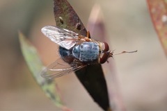 Diptera