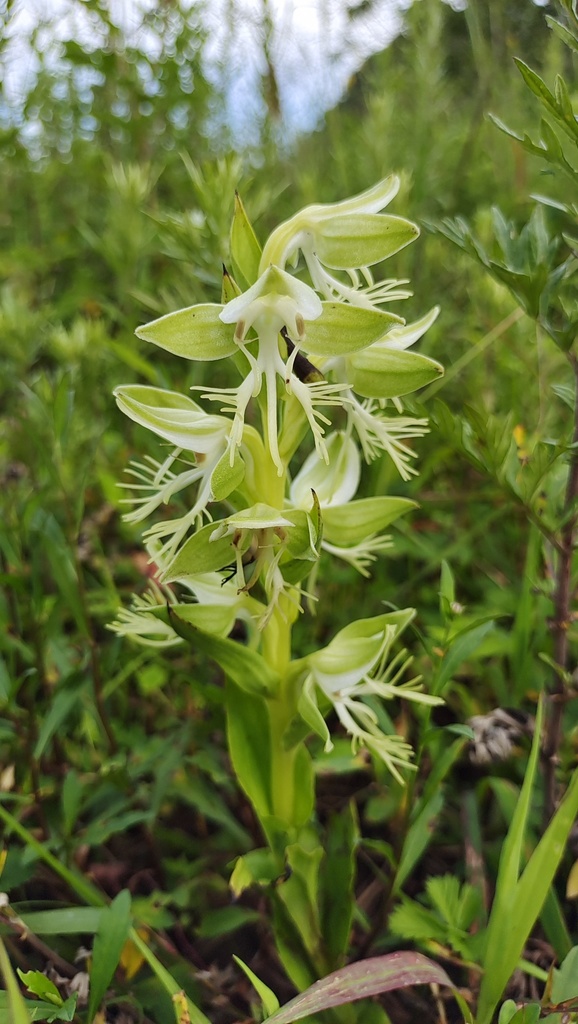 Habenaria limprichtii (Habenaria limprichtii)