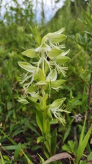 Habenaria limprichtii