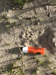 Herpestes pulverulentus