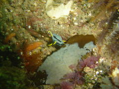 Polycera capensis