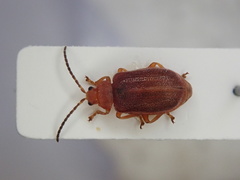 Tricholochmaea kalmiae