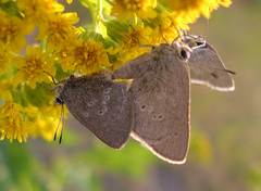 Satyrium semiluna