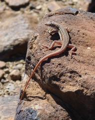 Pedioplanis lineoocellata