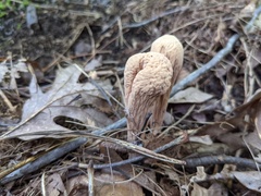 Clavariadelphus americanus