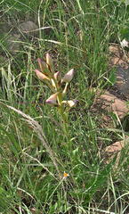 Disa crassicornis