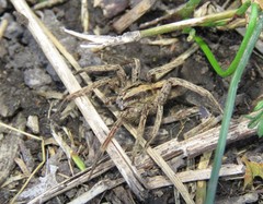 Centroctenus brevipes