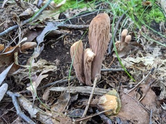 Clavariadelphus americanus