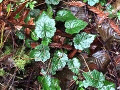 Tolmiea diplomenziesii