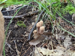 Clavariadelphus americanus