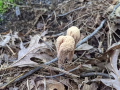 Clavariadelphus americanus