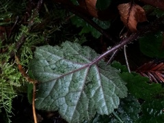 Tolmiea diplomenziesii