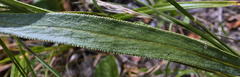 Senecio dregeanus