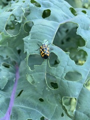 Murgantia histrionica