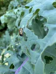 Murgantia histrionica